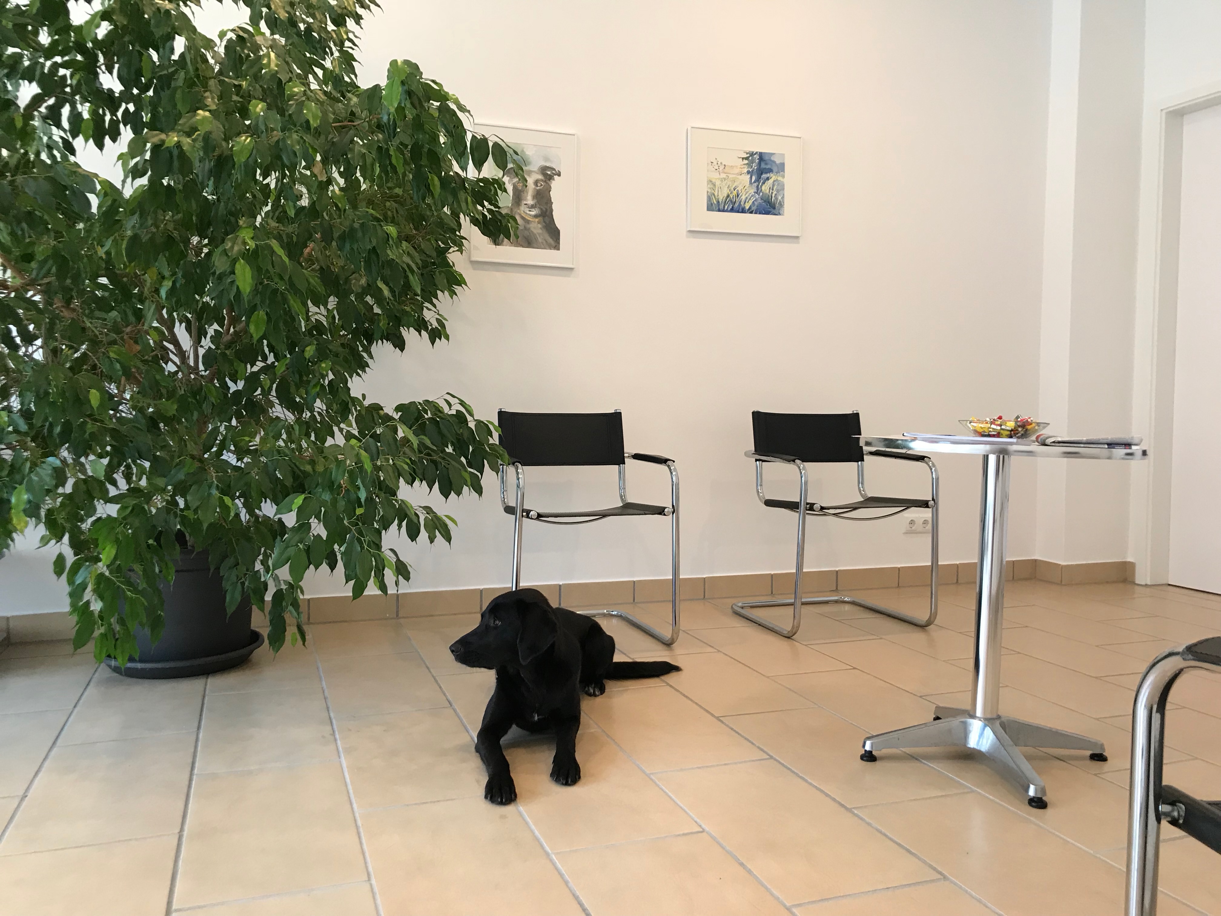 Wartezimmer der Tierarztpraxis Schongau, zweite Ansicht