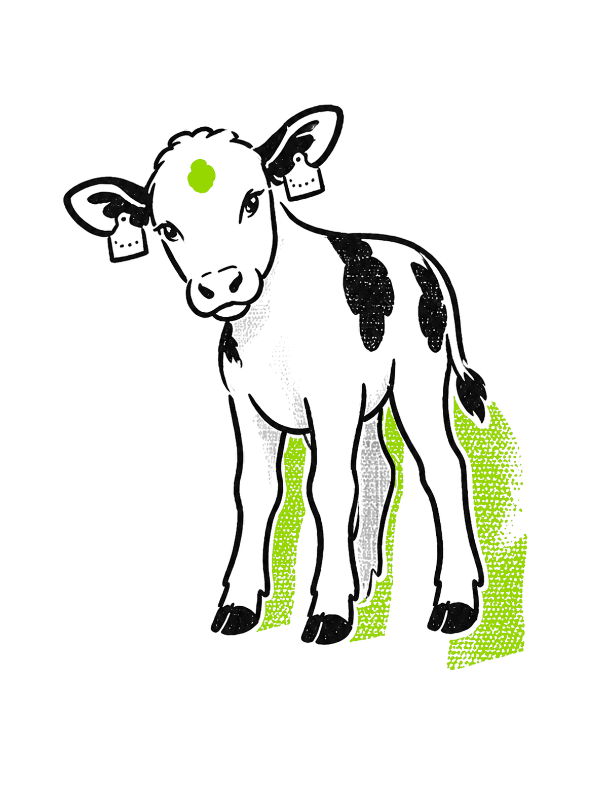 Illustration: das Fleckviehkalb Leni steht neugierig da, den Kopf leicht geneigt